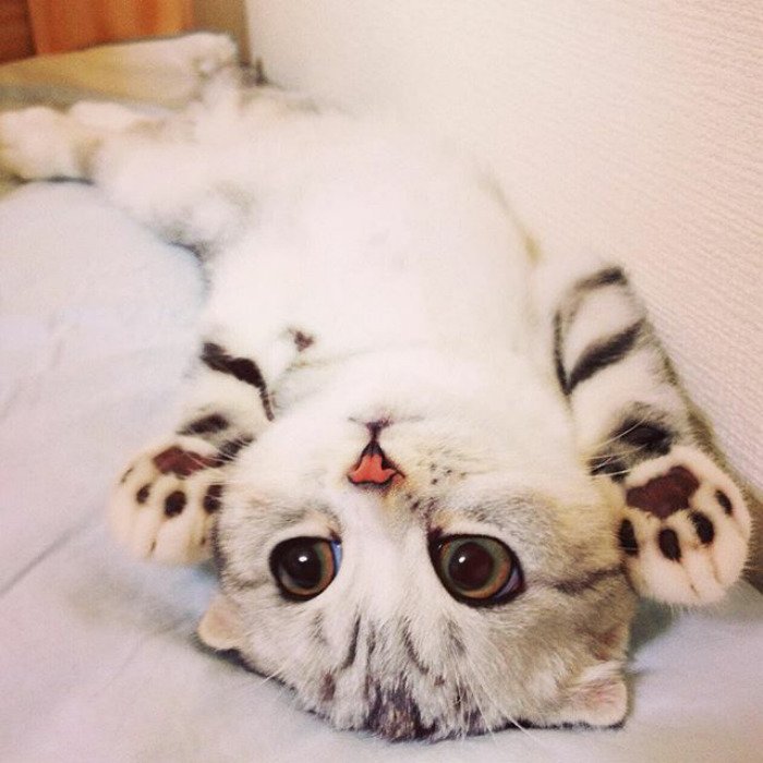 Instagram, viral, cute, japan, japanese, hana cat, big eye cat, scottish fold cat, hana instagram cat