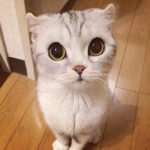 10 Photos of Adorable Big Eyed Japanese Cat Hana | Instagram Viral