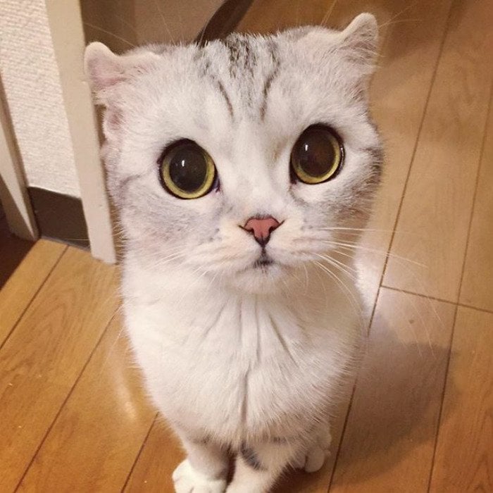 Instagram, viral, cute, japan, japanese, hana cat, big eye cat, scottish fold cat, hana instagram cat