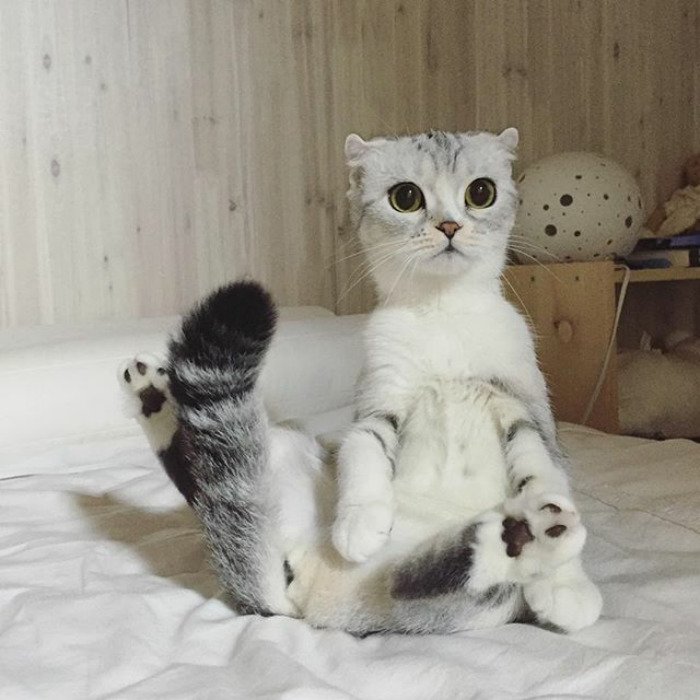 instagram, viral, cute, japan, japanese, hana cat, big eye cat, scottish fold cat, hana instagram cat