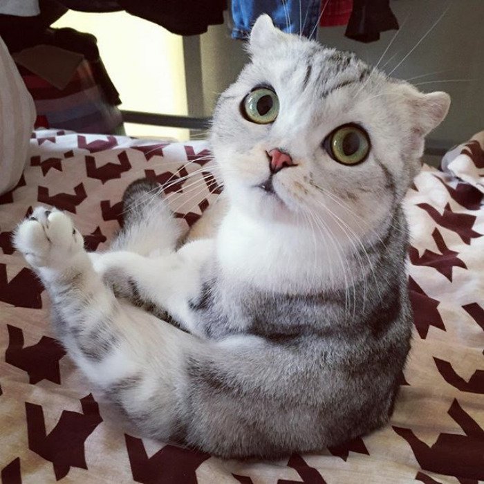 instagram, viral, cute, japan, japanese, hana cat, big eye cat, scottish fold cat, hana instagram cat