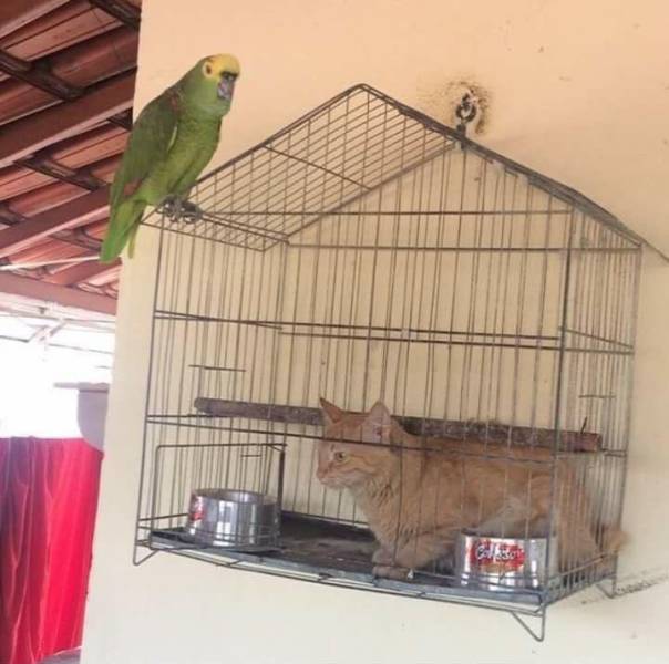 funny, wtf, wtf meme, america, wtf picture, funny animal, stupid photos, stupid jokes, stupid people, stupid memes, hilarious, funny meme, funny pictures