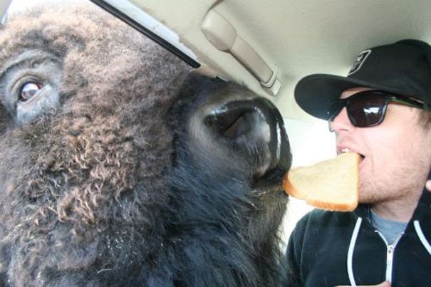 funny, wtf, wtf meme, america, wtf picture, funny animal, stupid photos, stupid jokes, stupid people, stupid memes, hilarious, funny meme, funny pictures, wtf compilation, wtf fail