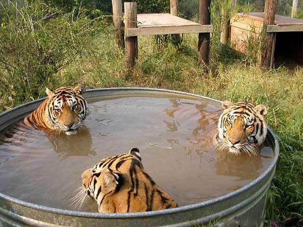 funny, wtf, wtf meme, america, wtf picture, funny animal, stupid photos, stupid jokes, stupid people, stupid memes, hilarious, funny meme, funny pictures, wtf compilation, wtf fail