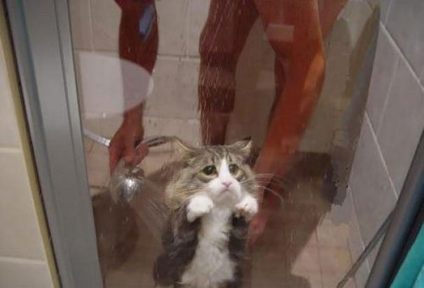 funny, wtf, wtf meme, america, wtf picture, funny animal, stupid photos, stupid jokes, stupid people, stupid memes, hilarious, funny meme, funny pictures, wtf compilation, wtf fail