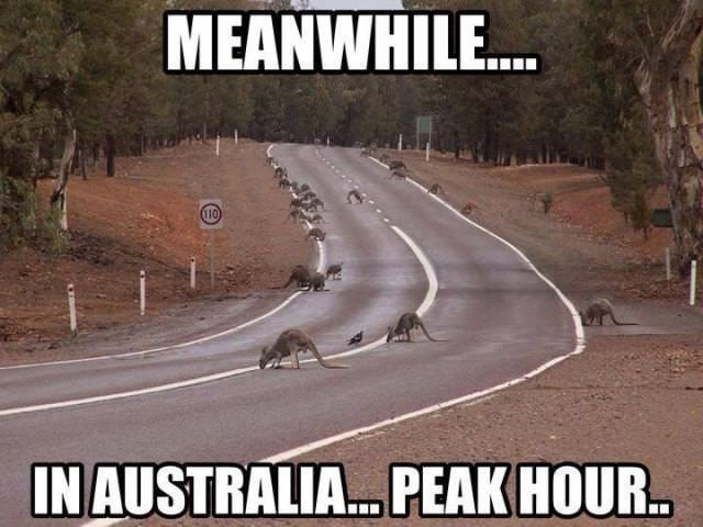 Funny, lol, australia, crazy, meanwhile in australia, weird australian, only in australia, memes australia, culture, stupid australia, australia road