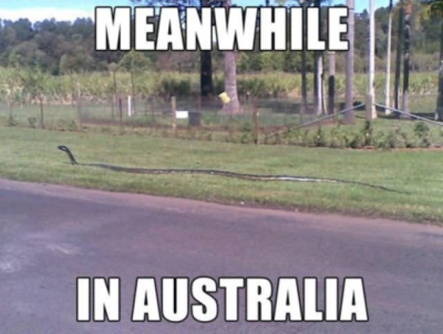 funny, lol, australia, crazy, meanwhile in australia, weird australian, only in australia, memes australia, culture, stupid australia, australia snake