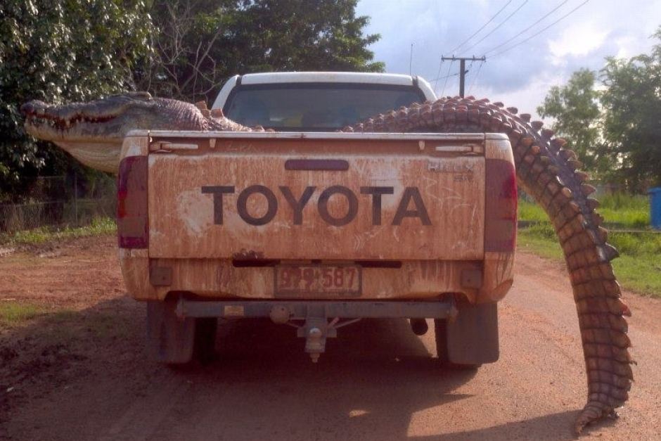 Funny, lol, australia, crazy, meanwhile in australia, weird australian, only in australia, memes australia, culture, stupid australia, australia car