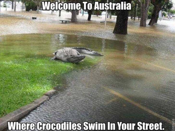 Funny, lol, australia, crazy, meanwhile in australia, weird australian, only in australia, memes australia, culture, stupid australia, facts australia