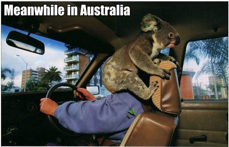 Funny, lol, australia, crazy, meanwhile in australia, weird australian, only in australia, memes australia, culture, stupid australia, facts australia