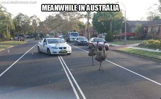 funny, lol, australia, crazy, meanwhile in australia, weird australian, only in australia, memes australia, culture, stupid australia, facts australia, drive in australia