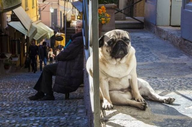 funny, funny animal, funny pictures, hilarious, stupid photos, WTF, viral, picdump, confusing pictures, optical illusion, perfect timed pictures, perfectly timed photos