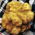 biggest truffel