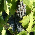 zinfandel grapes