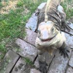 loyal lizard