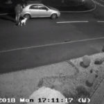 dumped dog tried to get back to owners car 1