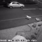 dumped dog tried to get back to owners car 4