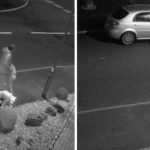 dumped dog tried to get back to owners car 5