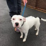 rescued dog 1