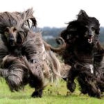 cute-longform-original-dog-hairstyle 10