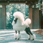 cute-longform-original-dog-hairstyle 11