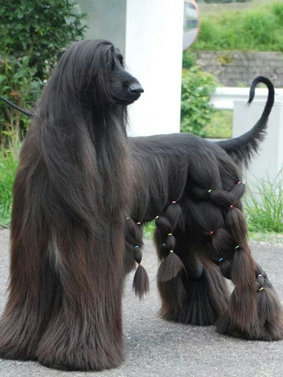 30 Dogs that have better hair than you | Cute Hairstyle | Reckon Talk