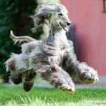 cute-longform-original-dog-hairstyle 9