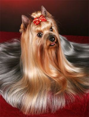 30 Dogs that have better hair than you | Cute Hairstyle | Reckon Talk