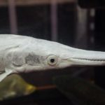 Alligator Gar
