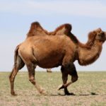 Bactrian Camel