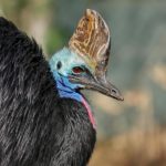 Cassowary
