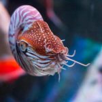 Chambered Nautilus