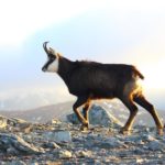 Chamois