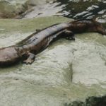Chinese Giant Salamander