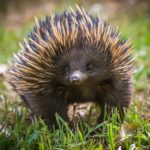 Echidna
