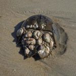 Horseshoe Crab