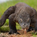 Komodo Dragon-1