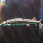Lake Sturgeon