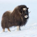Musk Oxen