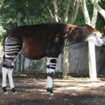 Okapi
