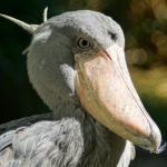 Shoebill Stork