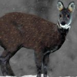 Siberian Musk Deer