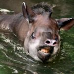 Tapir