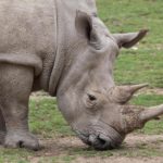 White Rhinoceros