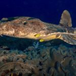 Wobbegong Shark