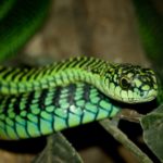 boomslang snake fact