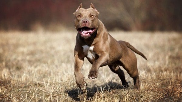 which dog breed is most dangerous