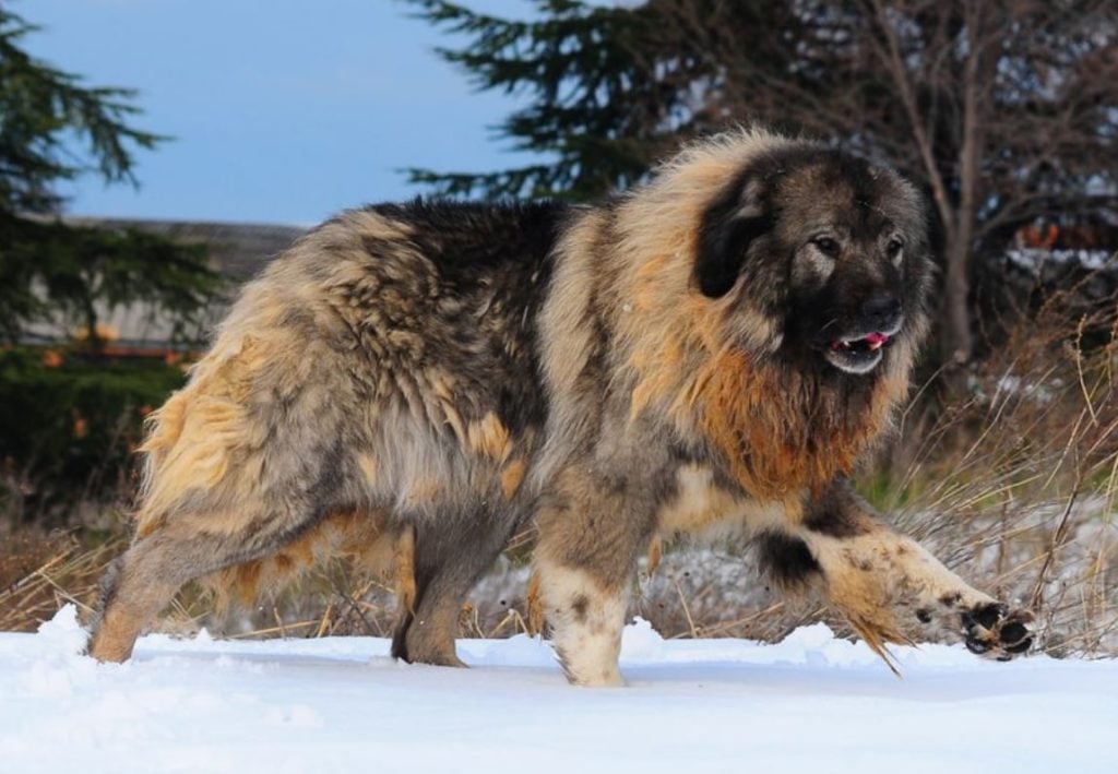 biggest and dangerous dog in the world