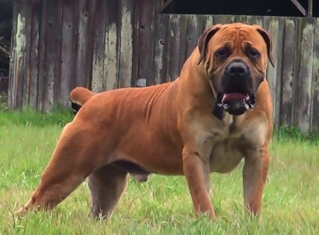 are bullmastiff dogs dangerous