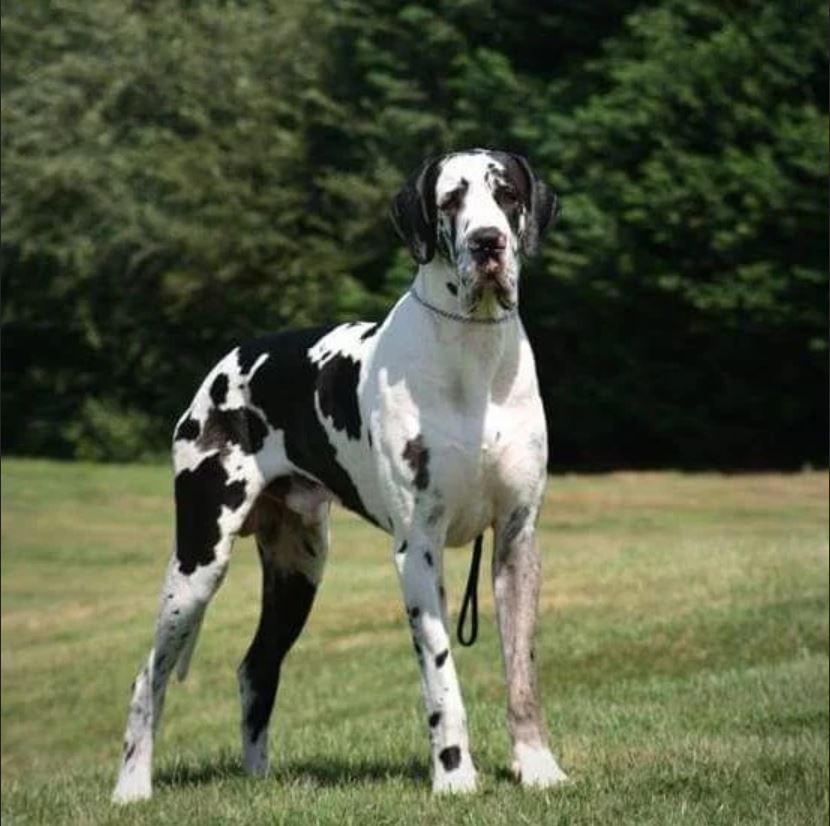 are great dane dogs dangerous